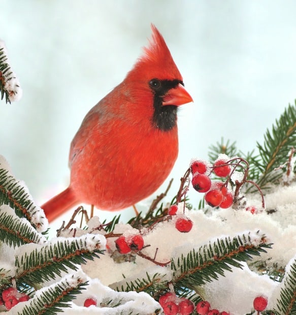 cedar Cardinal